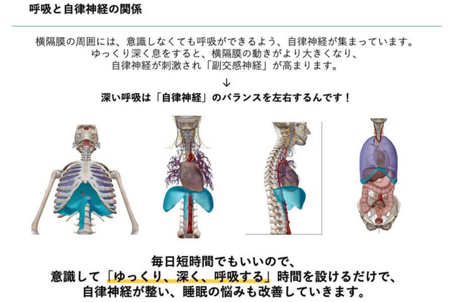ゆるゆる解剖学セミナー|健康経営